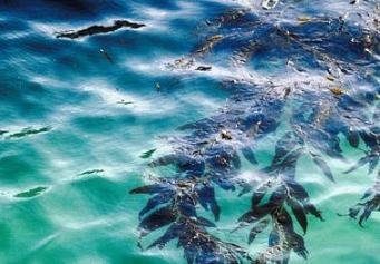 Laminarijos - sveikata iš jūros dugno