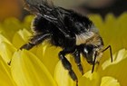 Gydymas bičių nuodais: bakst – ir sveikas?