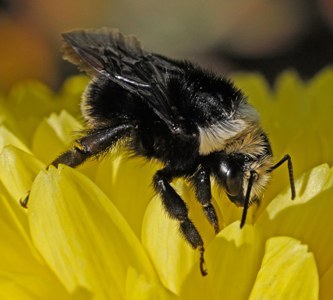 Gydymas bičių nuodais: bakst – ir sveikas?